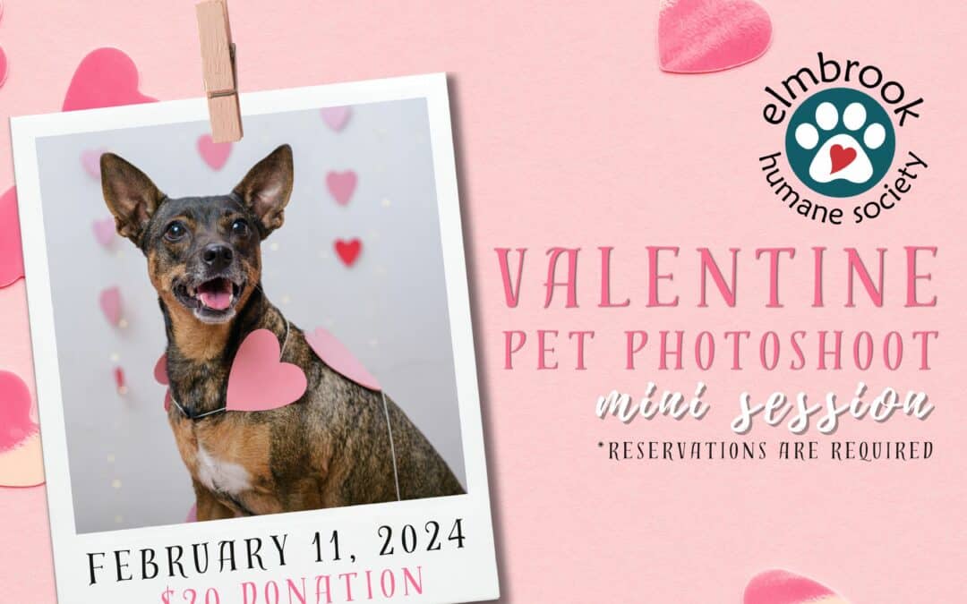 Valentine Pet Photoshoot Mini Session