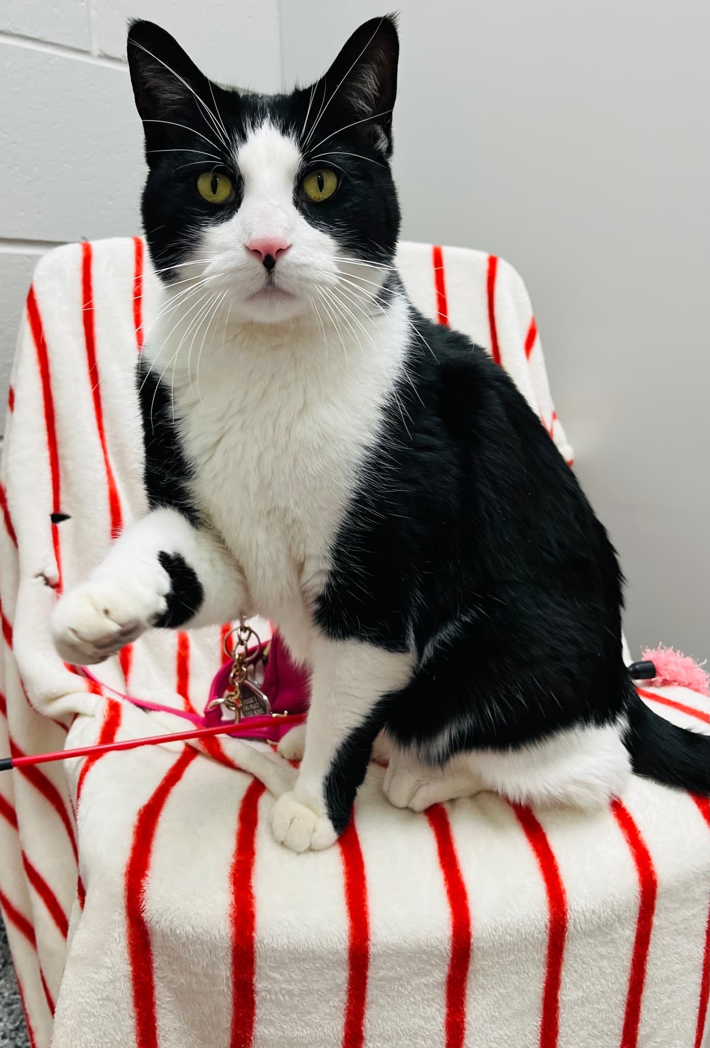 black and white cat sitting on a white and red striped blanket