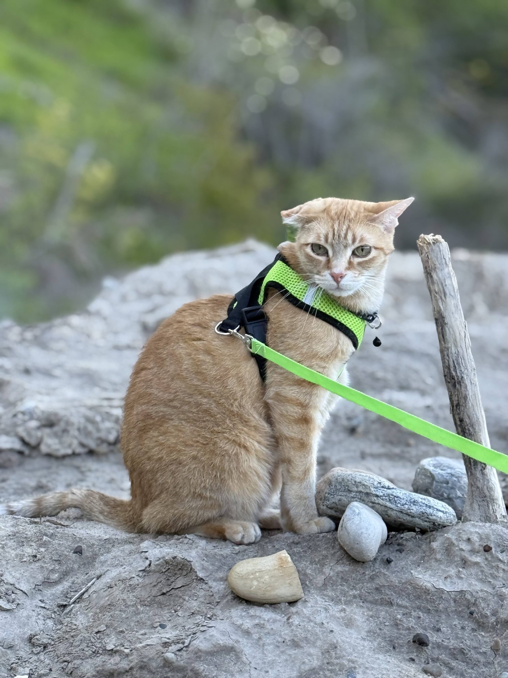 Orange tabby cat wearing a green harness outside on a rocky hill