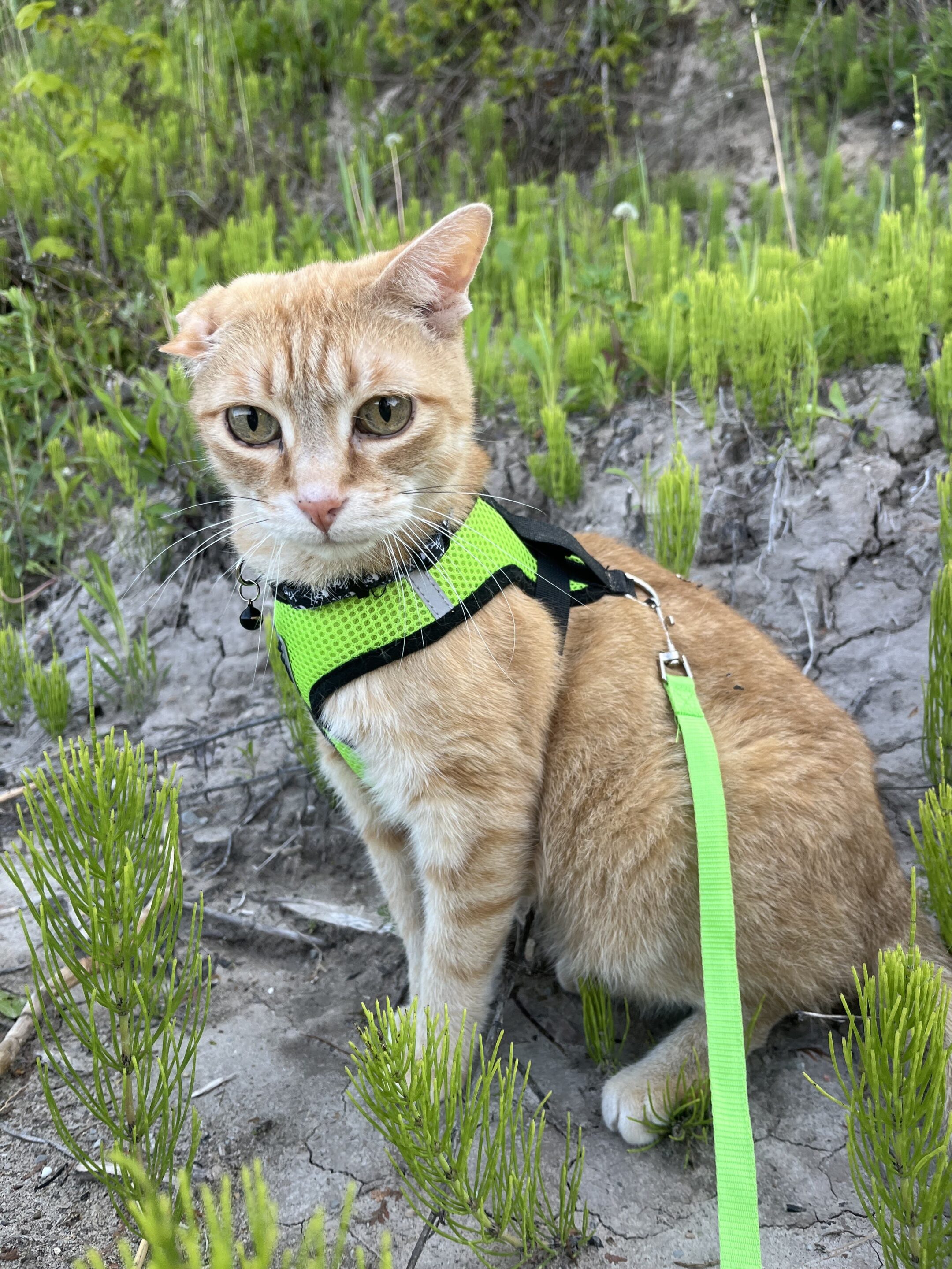 orange tabby cat outside with a green harness