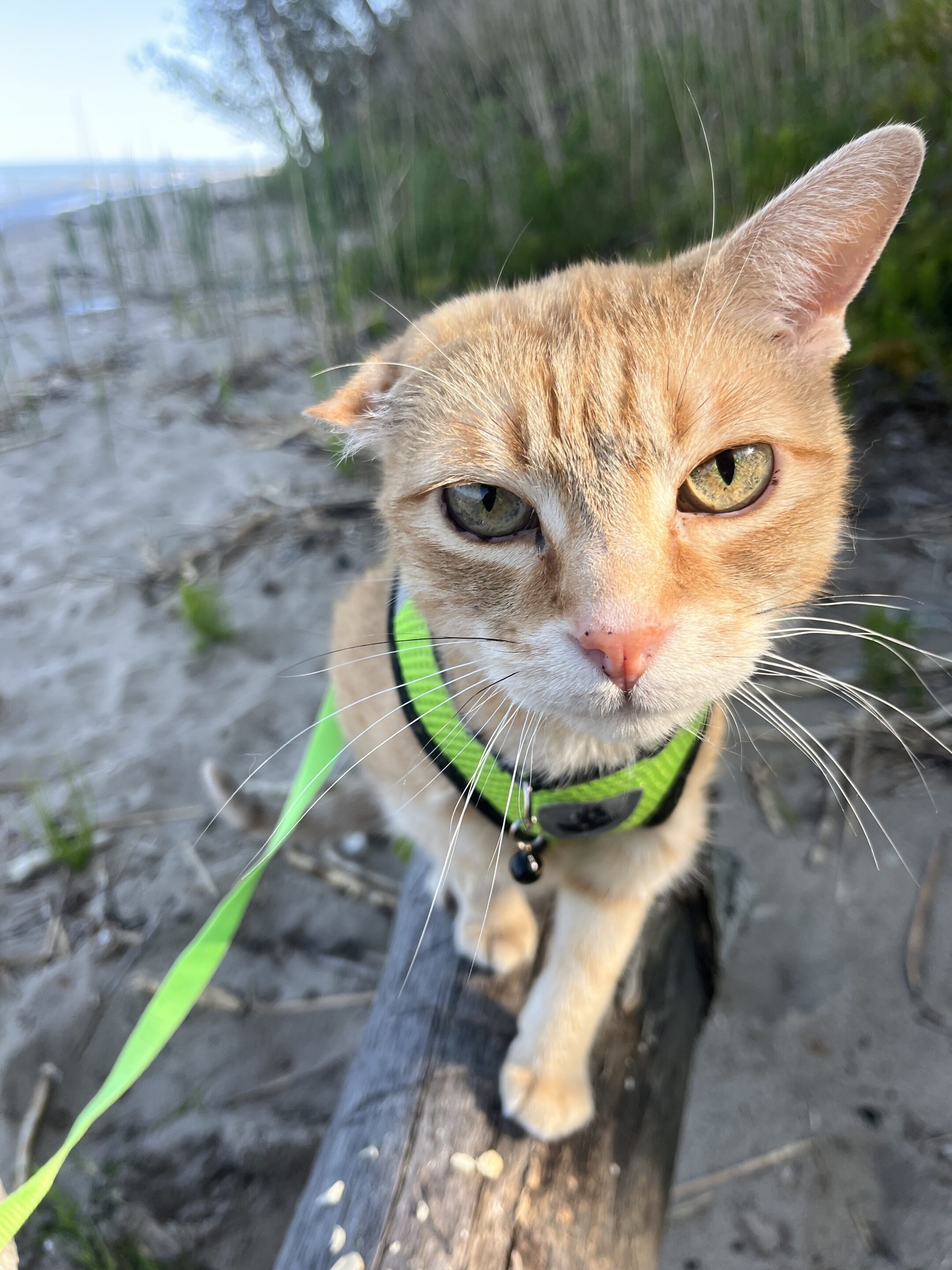 Orange tabby cat walking outside on a log in a green harness