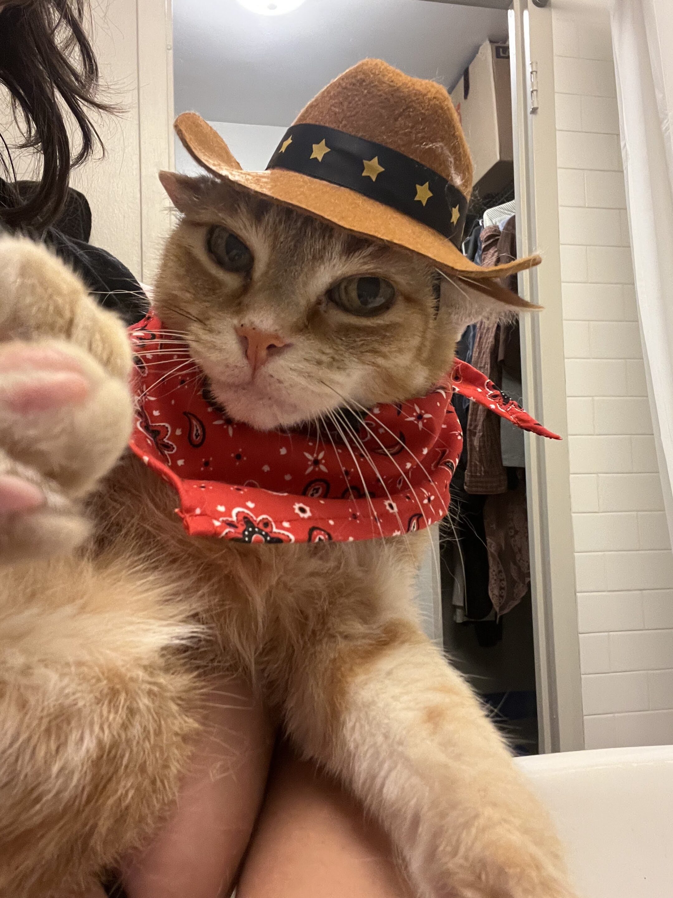 Orange tabby cat dressed up like a cowboy