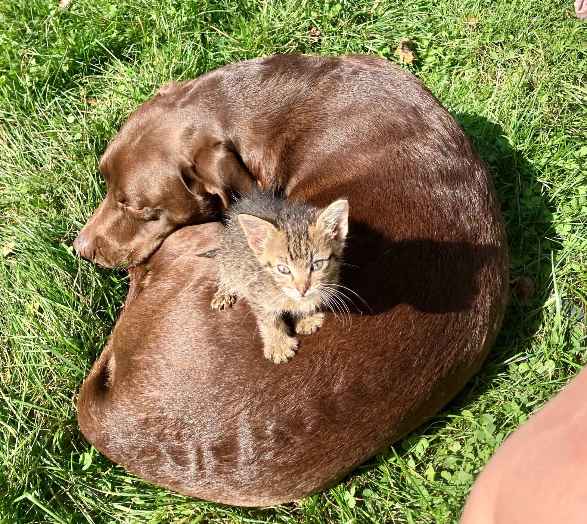 Little striped kitten on top of a sleepy brown dog