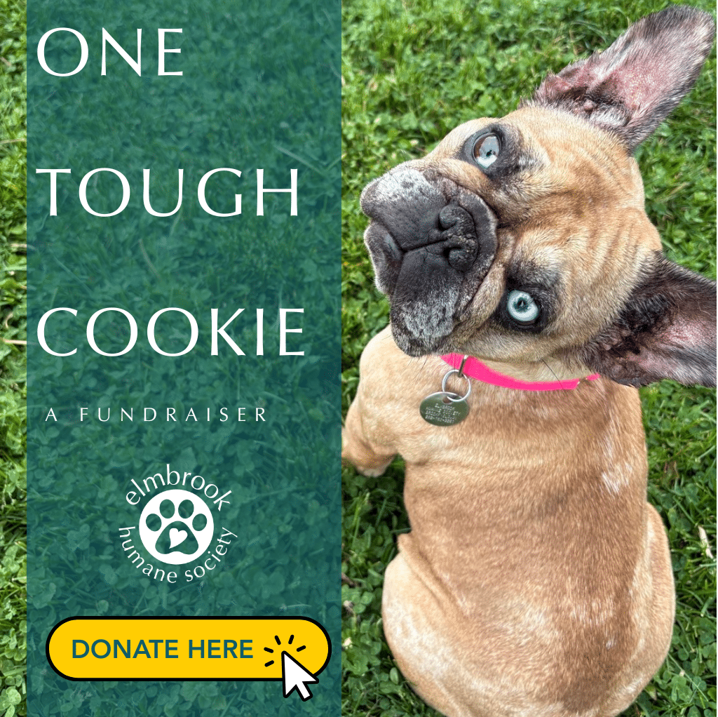 Cookie-brown and tan french bulldog