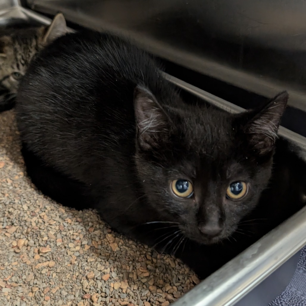 Black Kitten