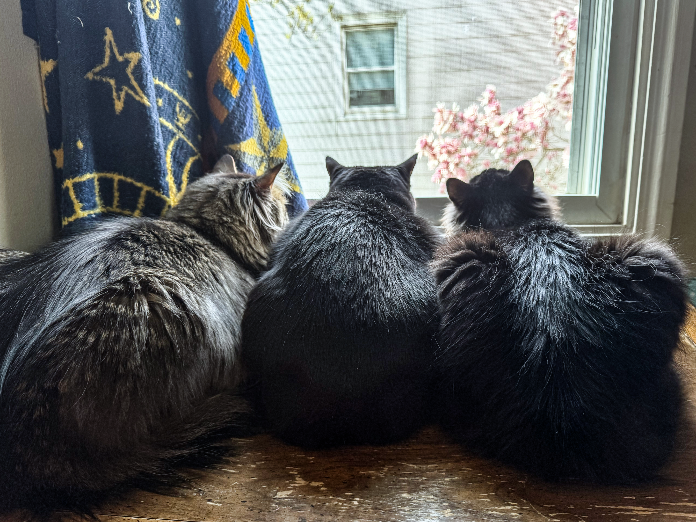 Ariana's Cats