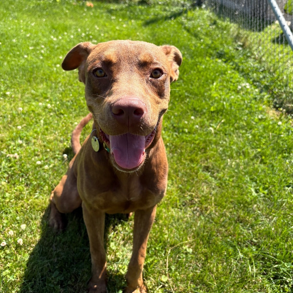 Brown dog sitting on the grass